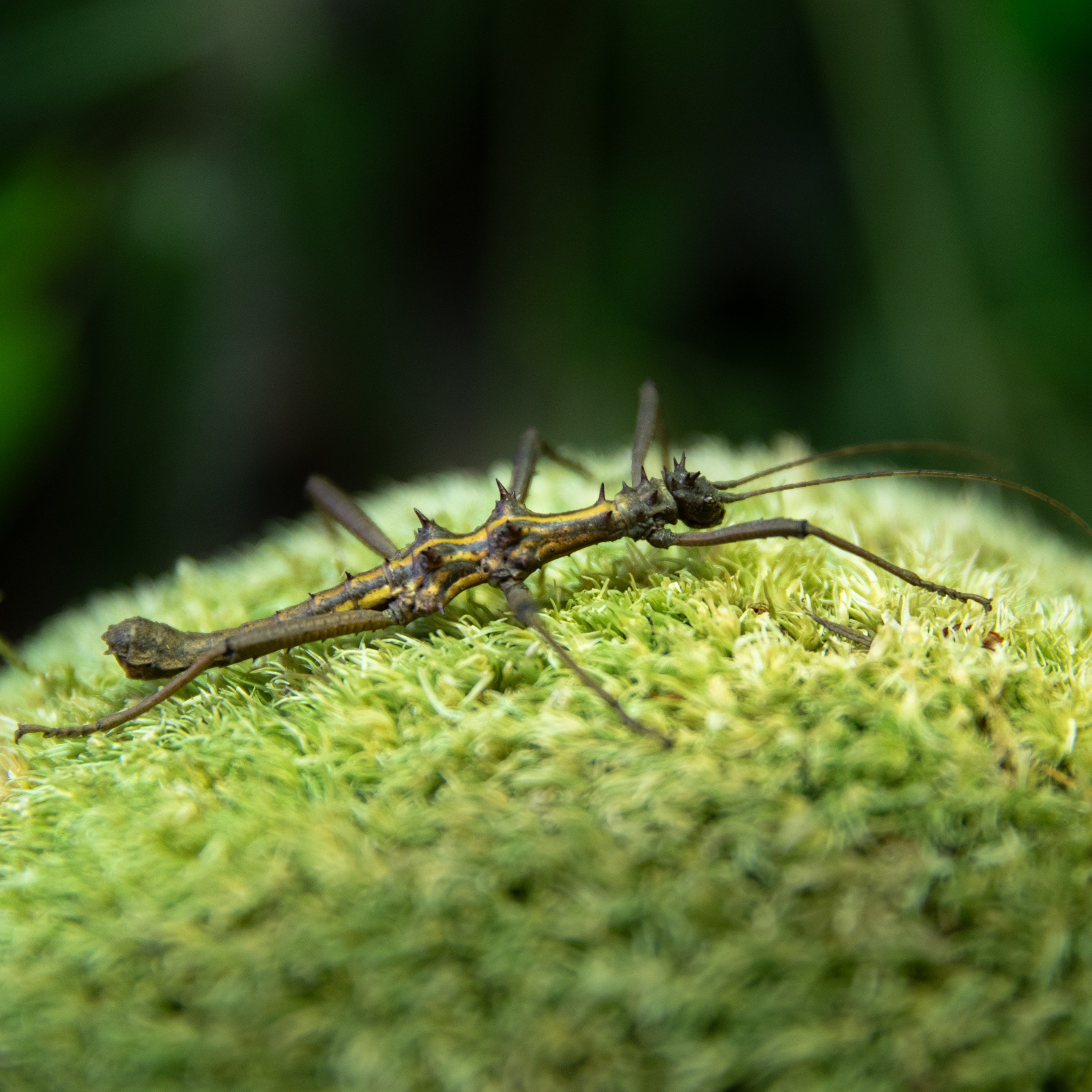 Aretaon_asperrimus_mâle