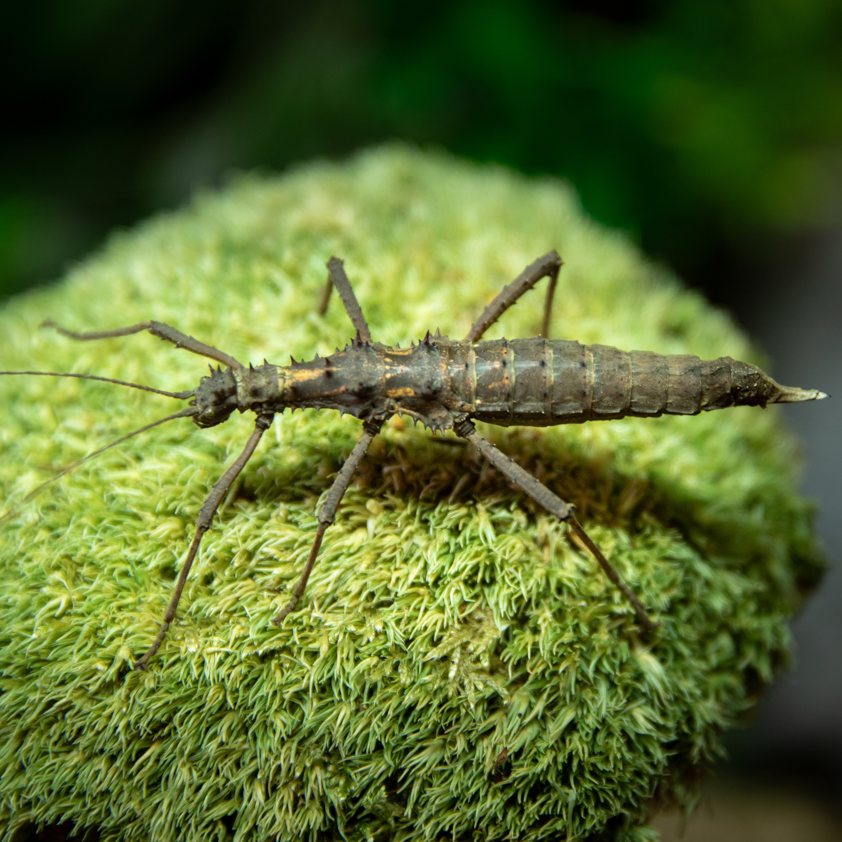 Aretaon_asperrimus_femelle