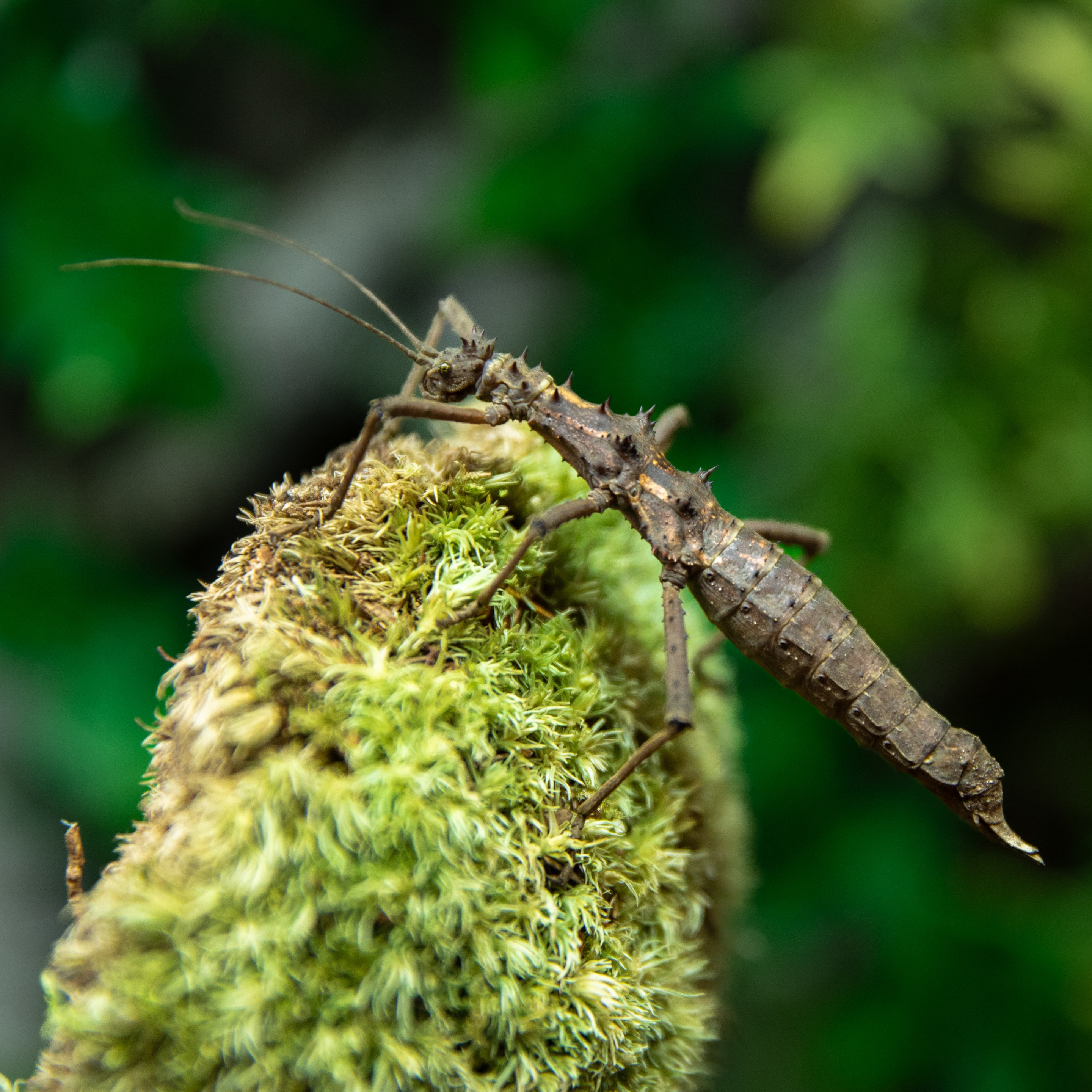 Aretaon_asperrimus_femelle