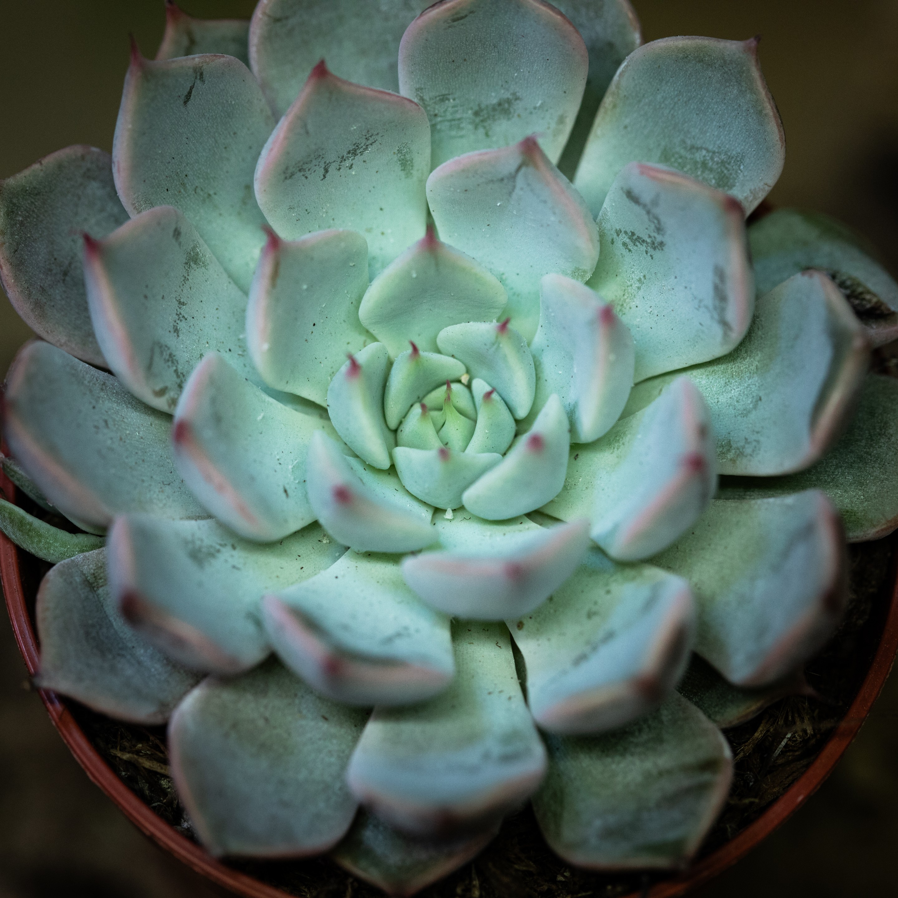 Echeveria_sp.