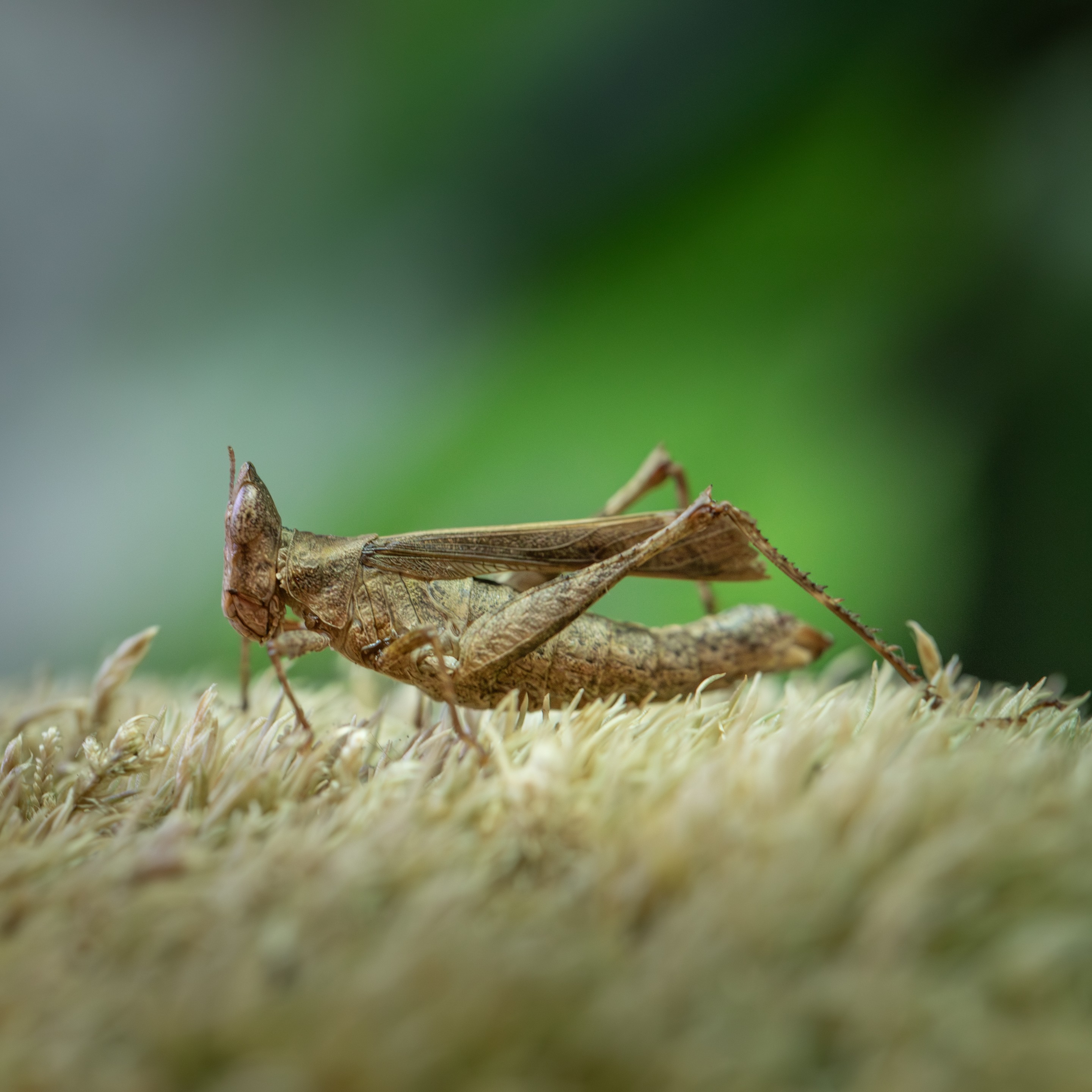 Eriantus_versicolor_femelle