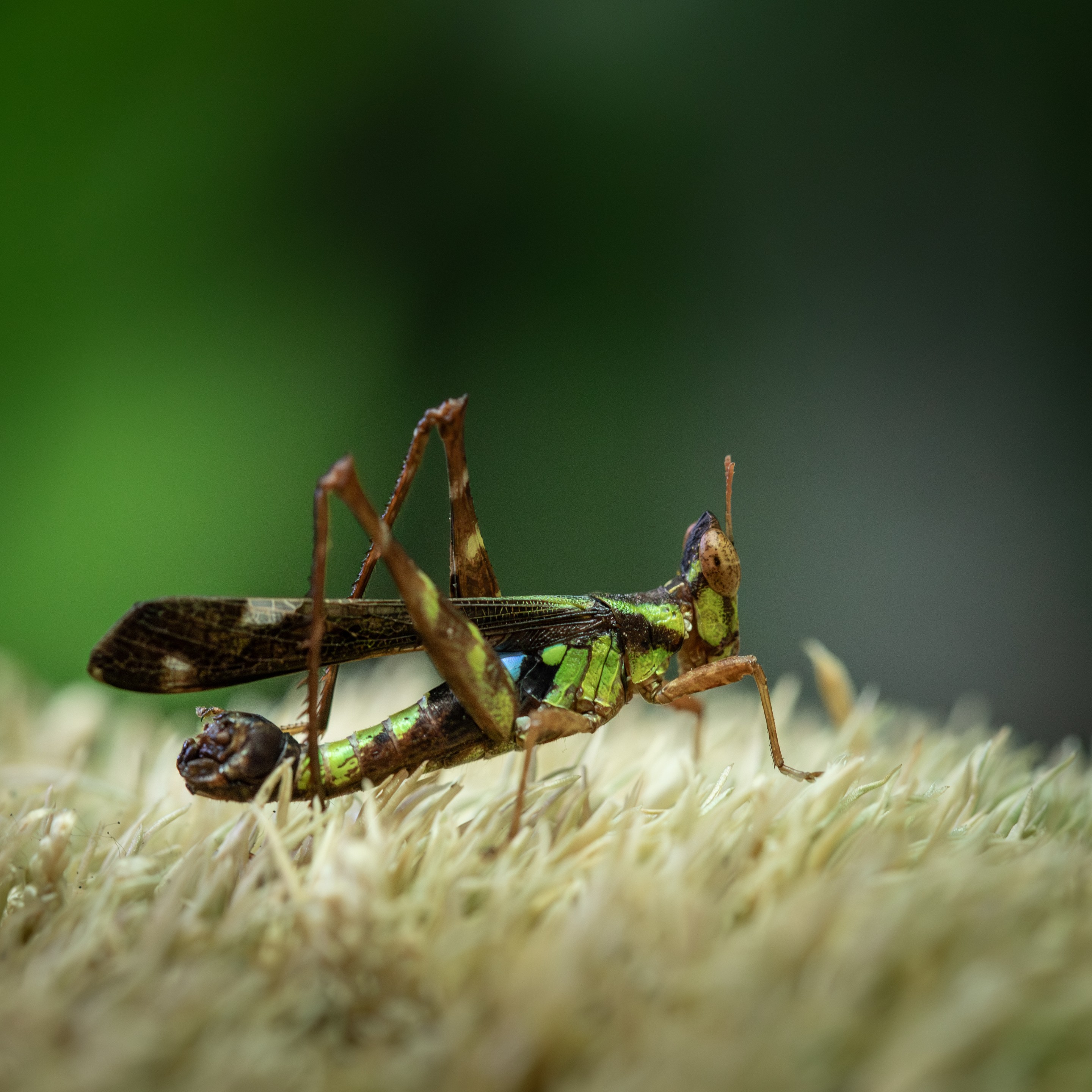 Eriantus_versicolor_mâle