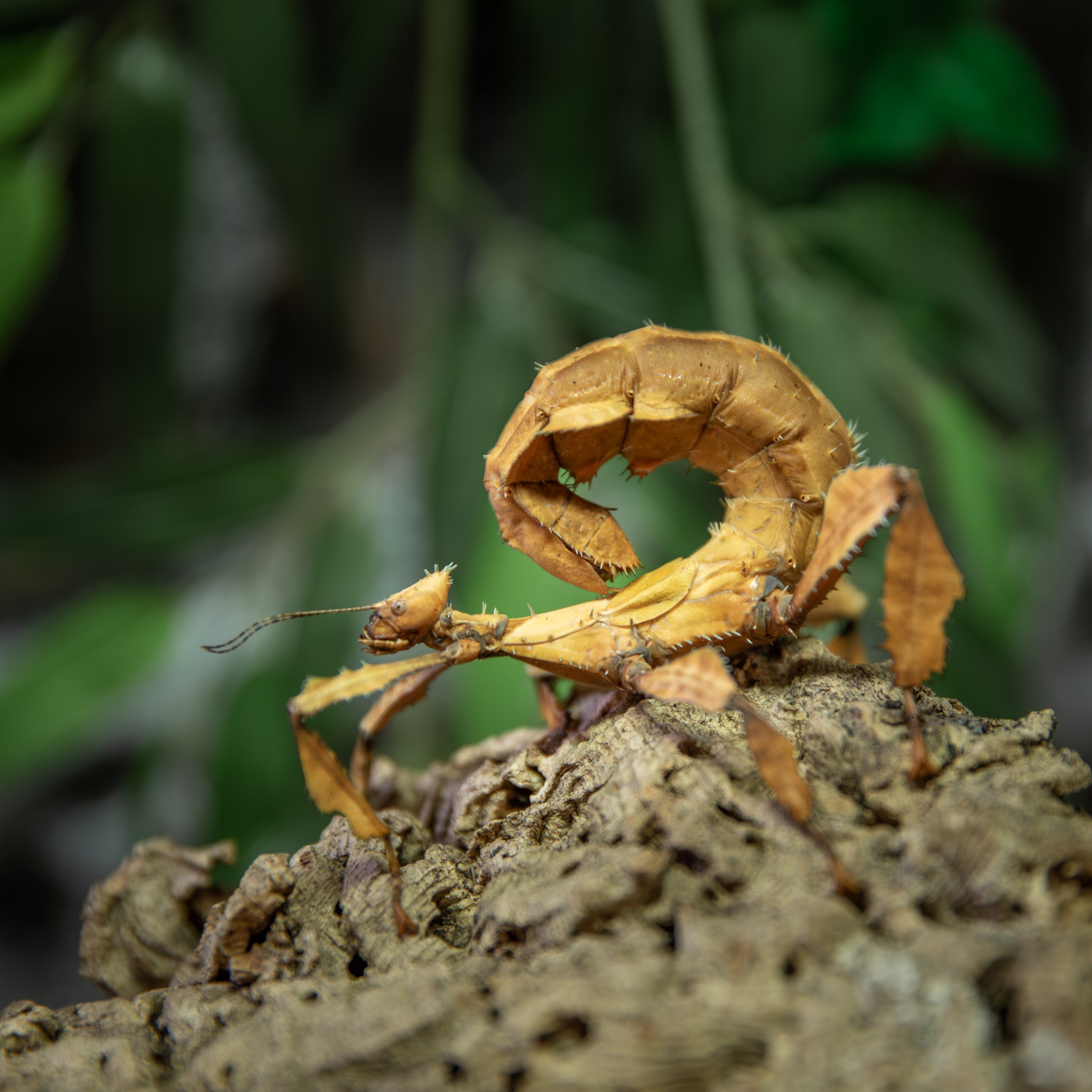 Extatosoma_tiaratum_femelle