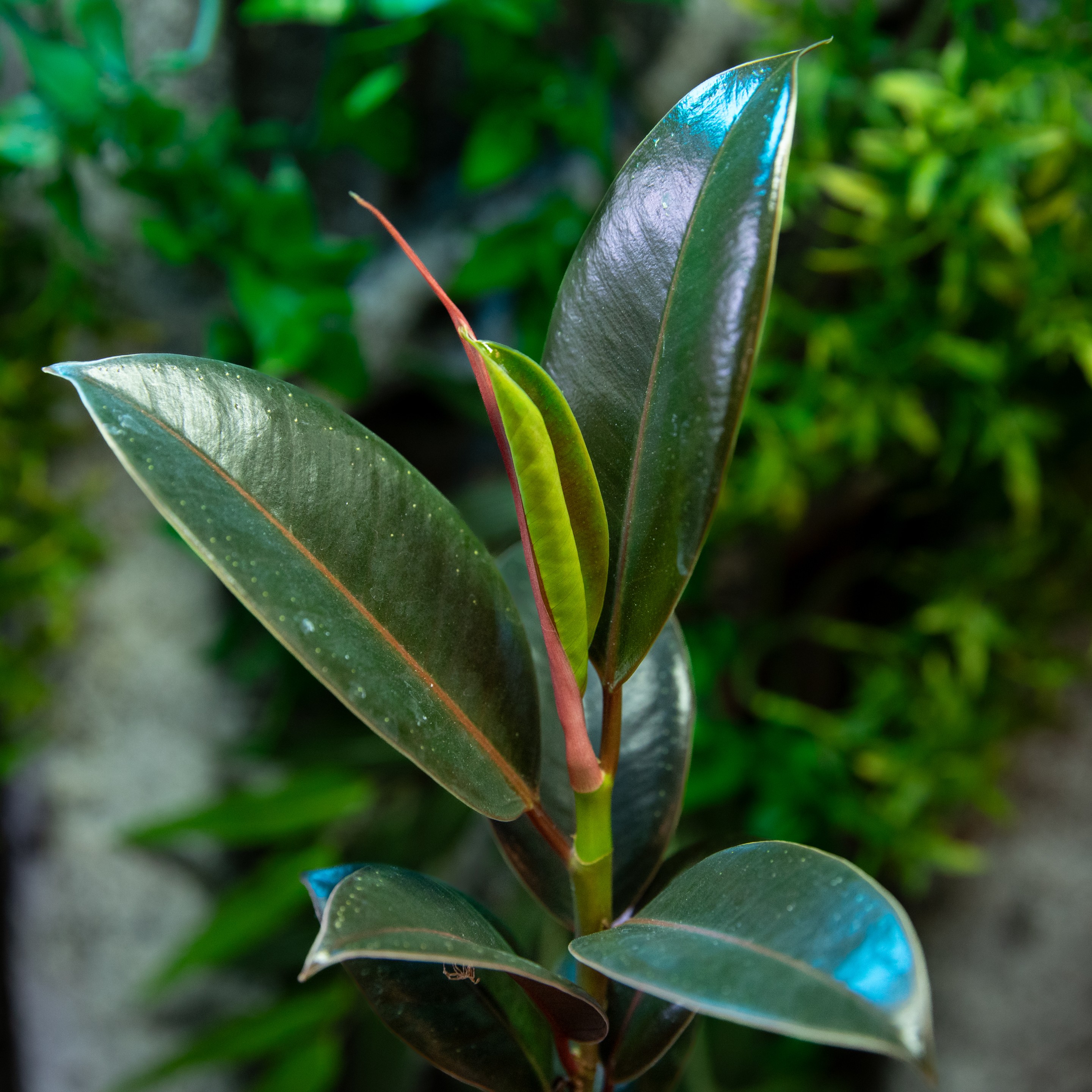 Ficus_elastica