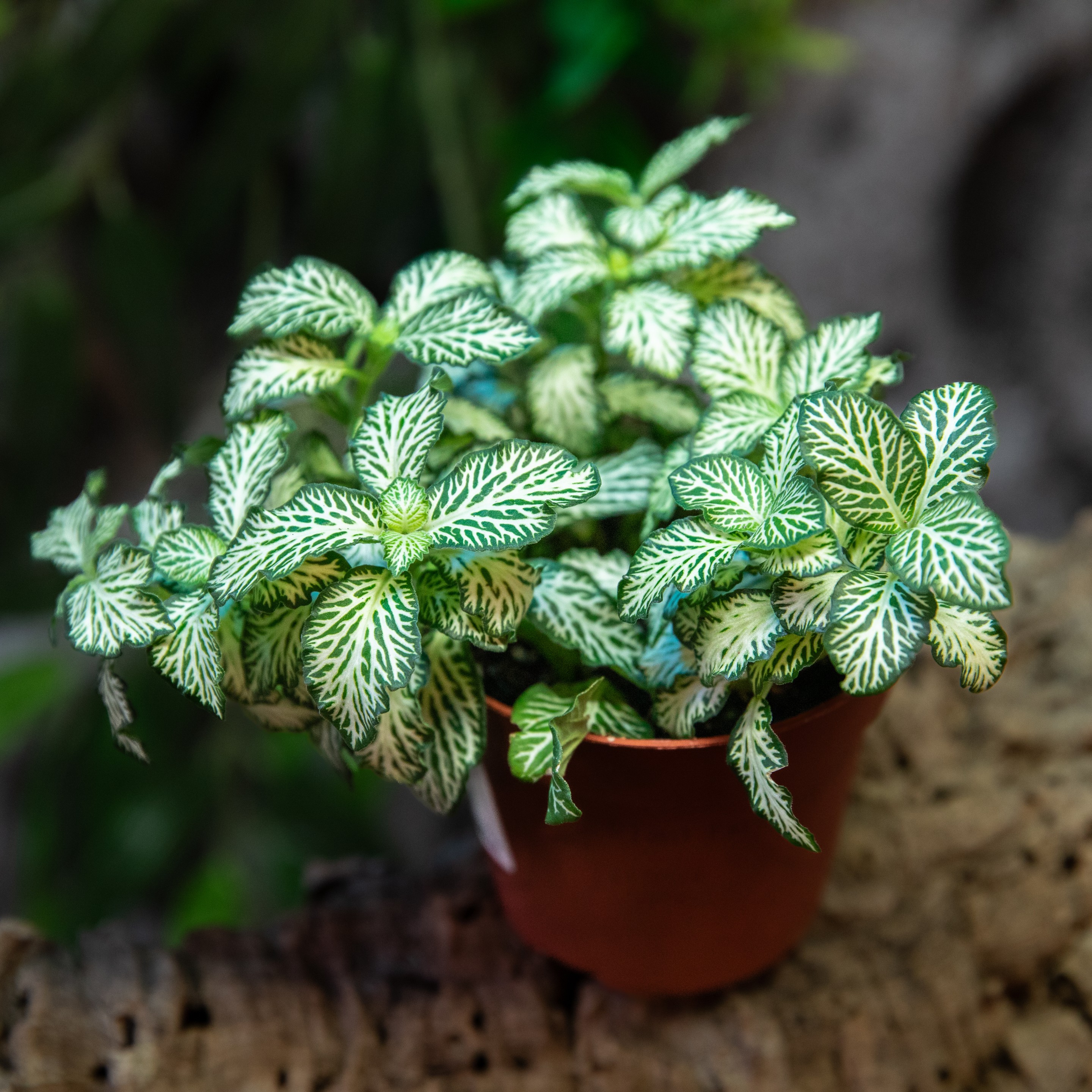 Fittonia