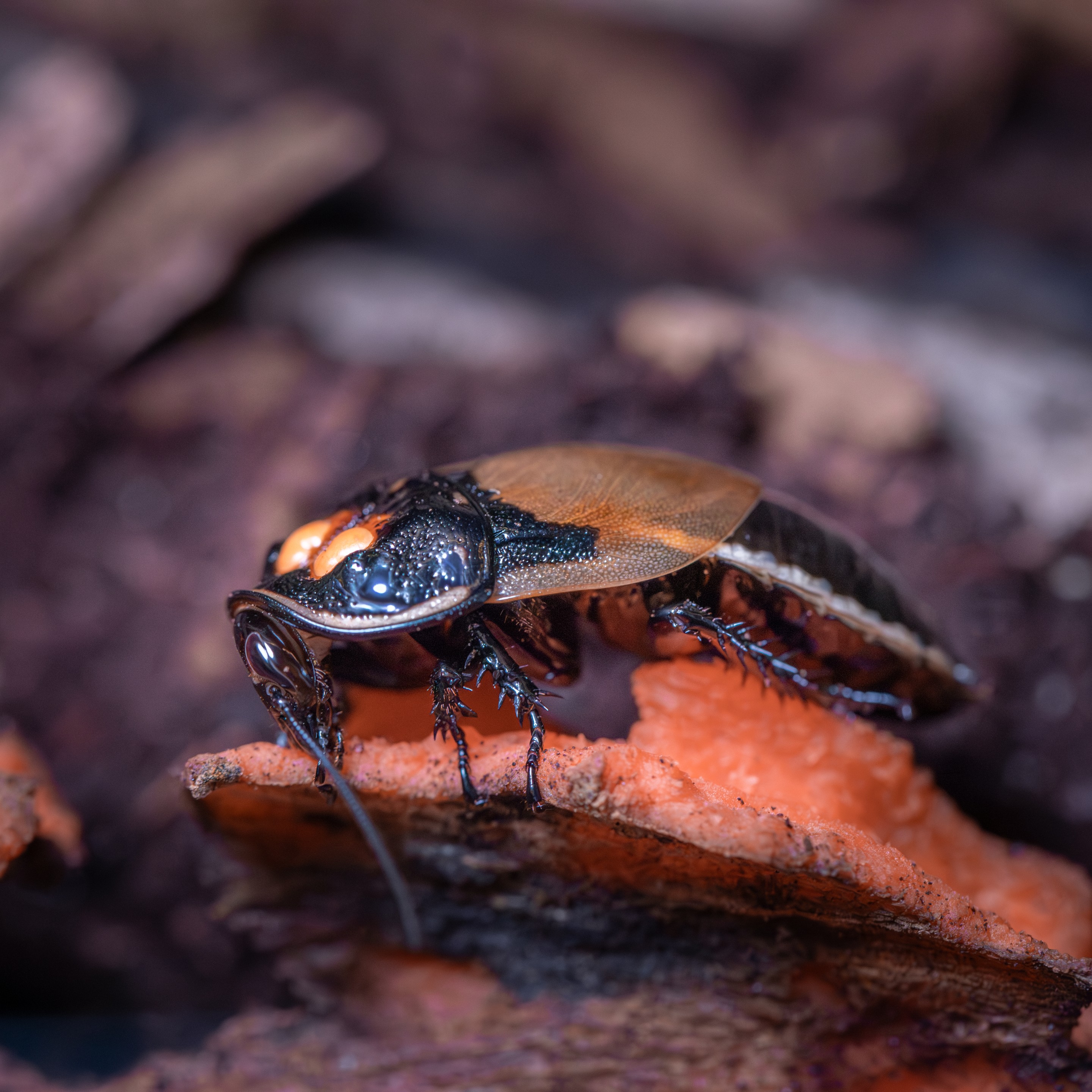 Lucihormetica_verrucosa