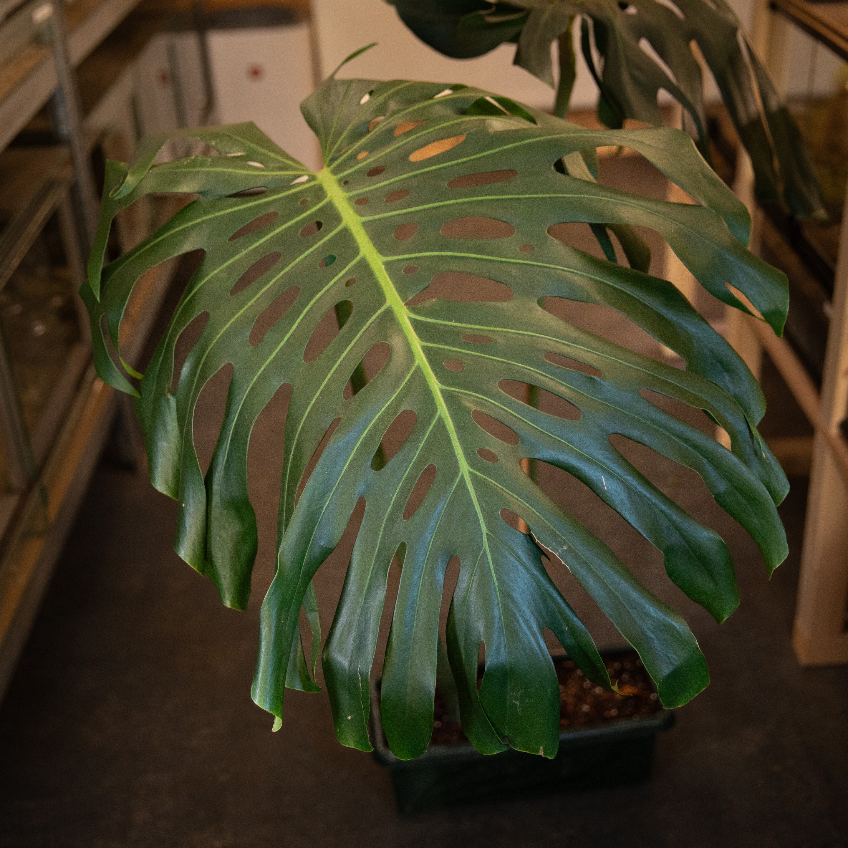 Monstera_deliciosa_XXL