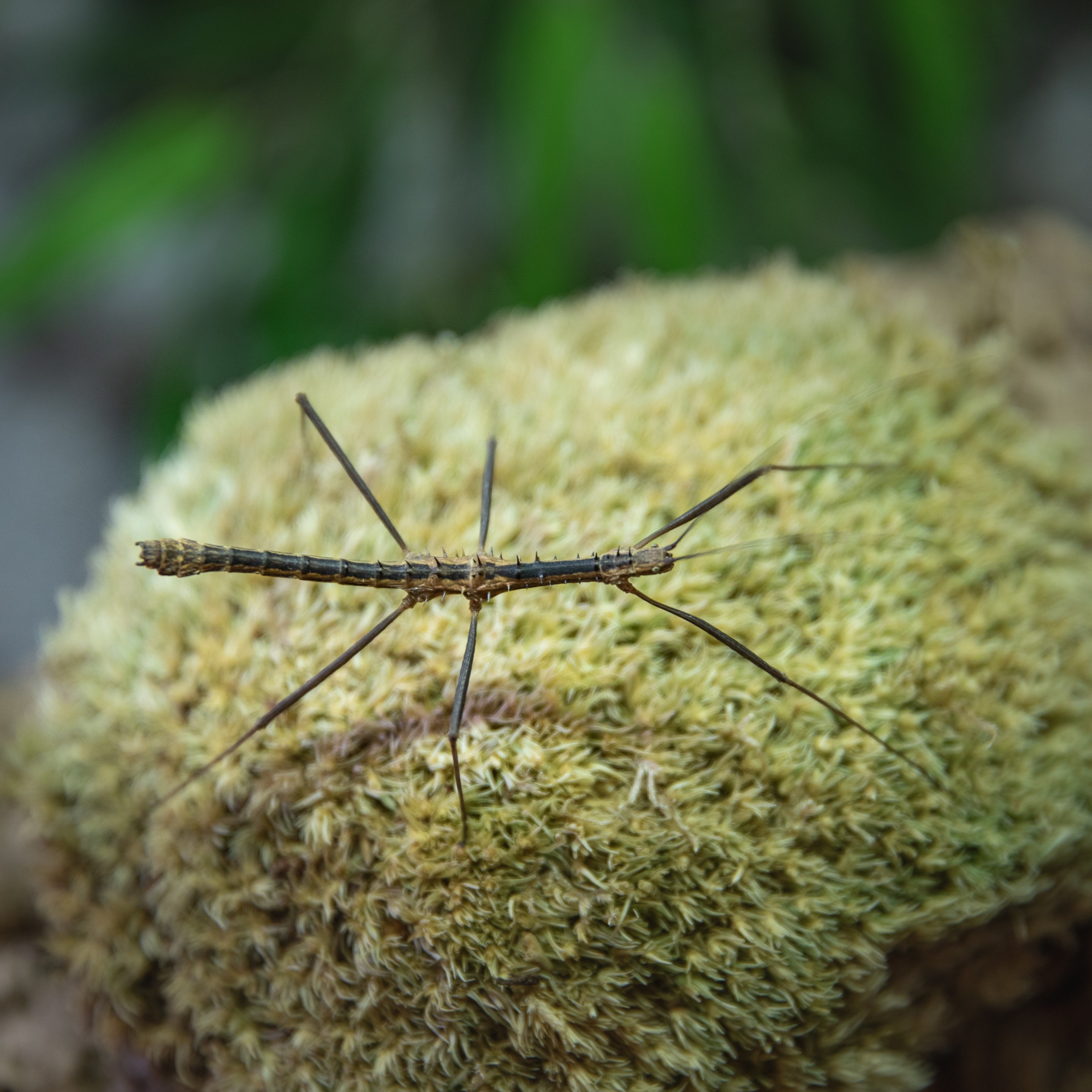 Neohirasea_maerens_mâle