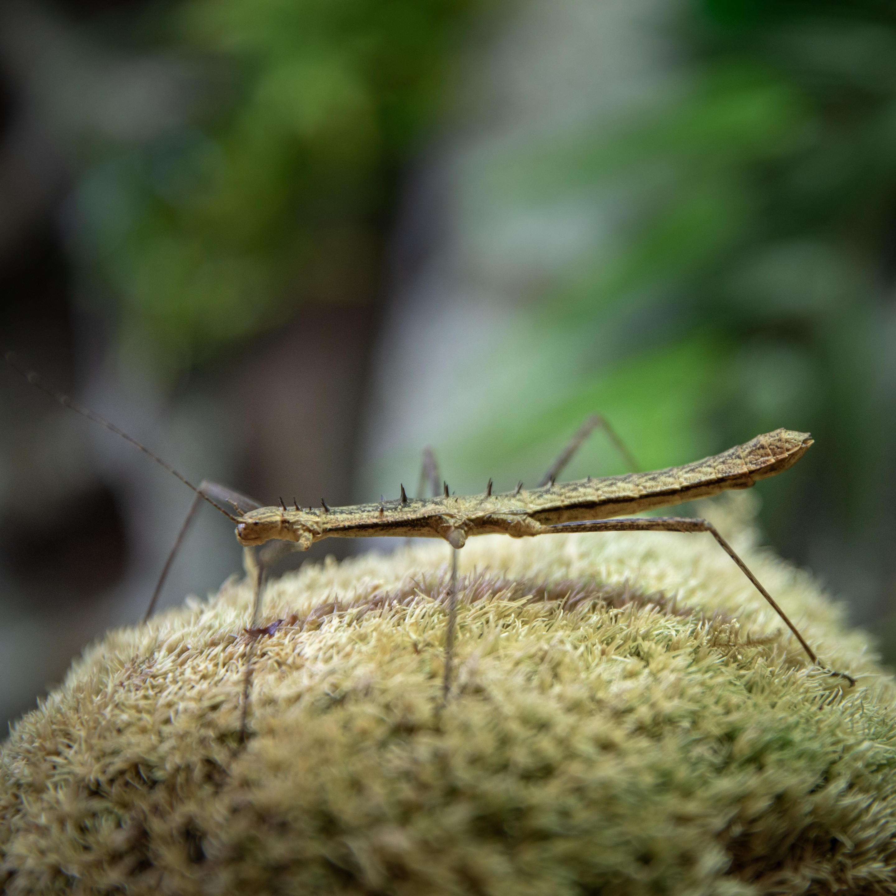 Neohirasea_maerens_femelle