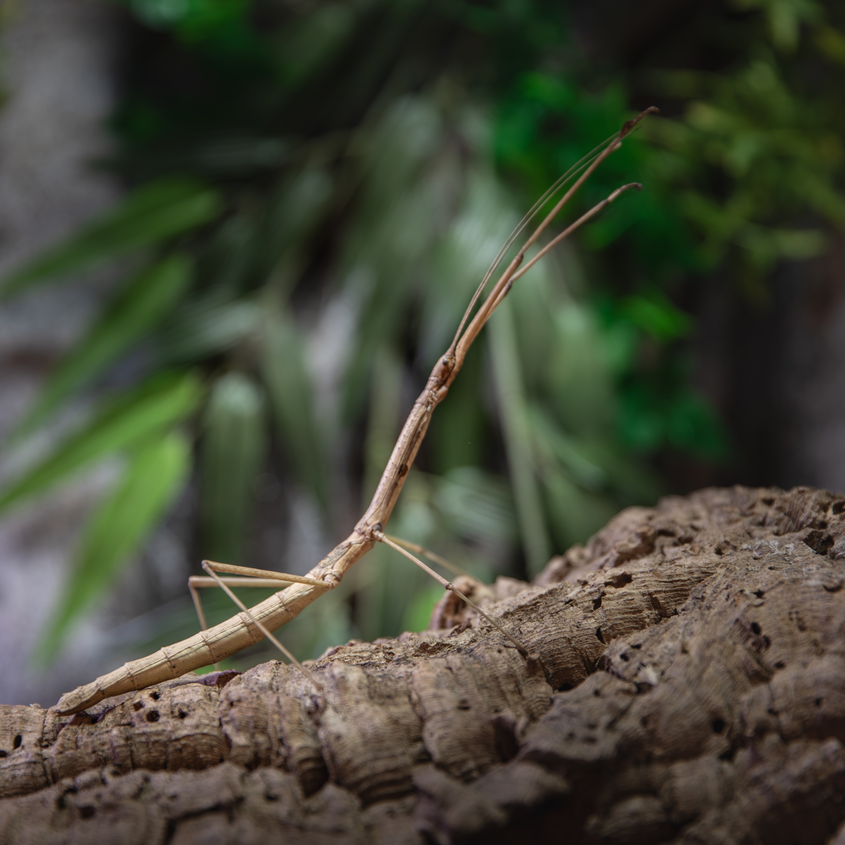 Phaenopharos_khaoyaiensis_femelle