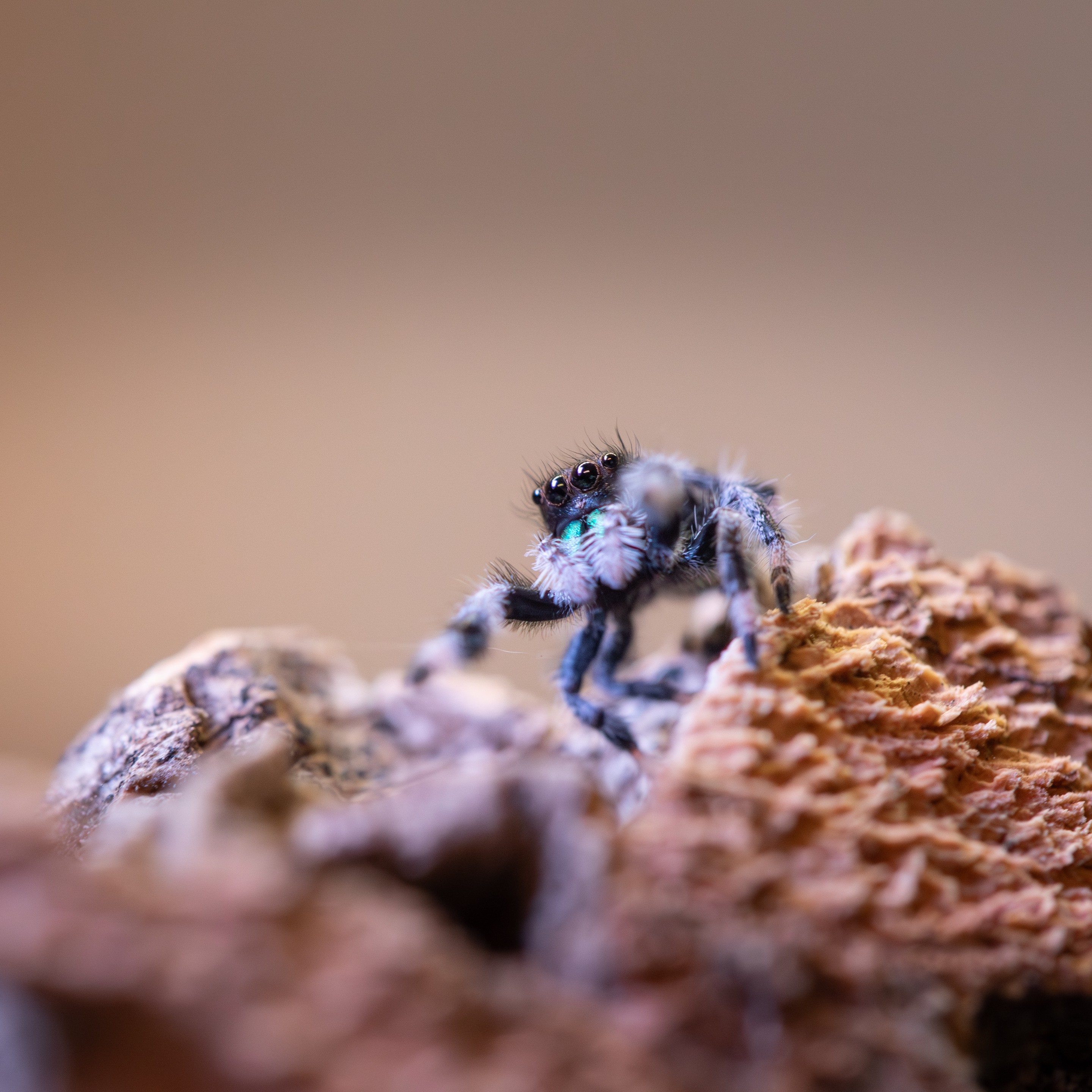 Phidippus_regius_ "Floride"