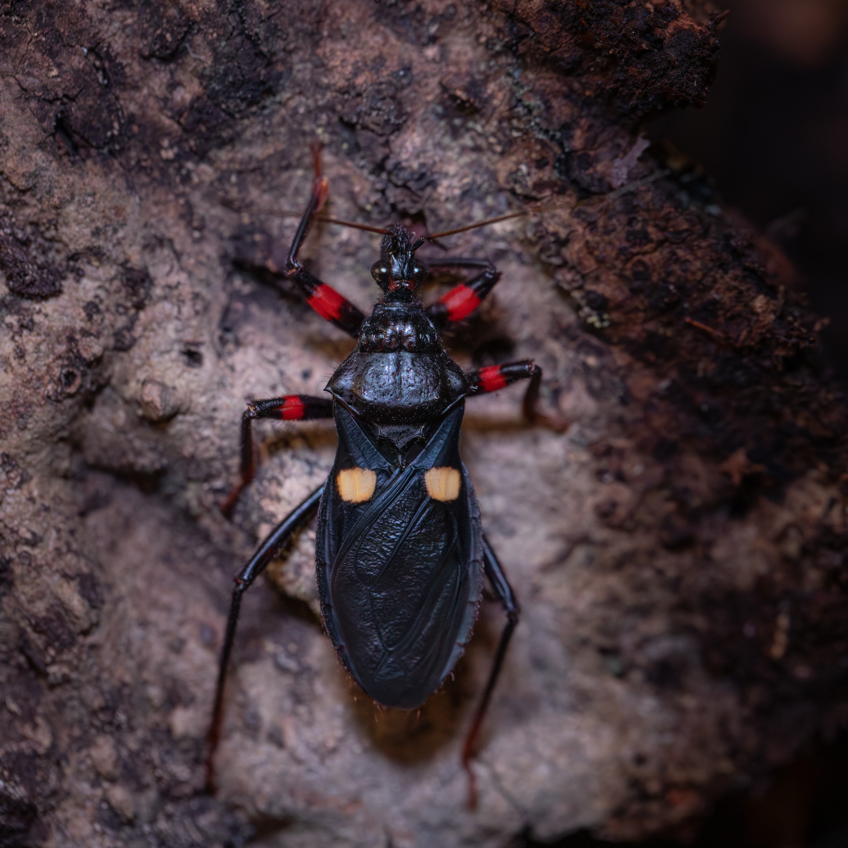 Platymeris_guttatipenis