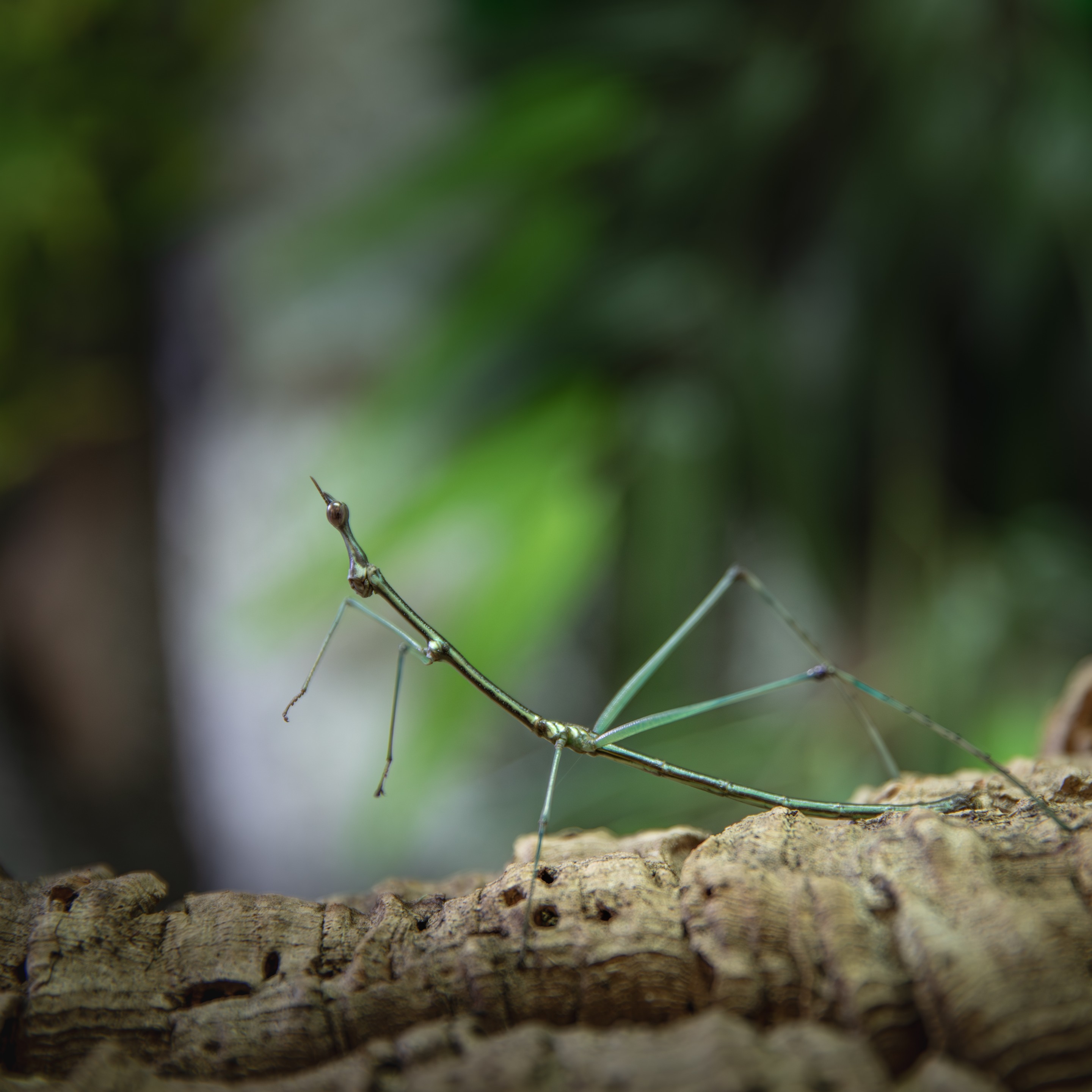 Pseudoproscopia_scabra_mâle