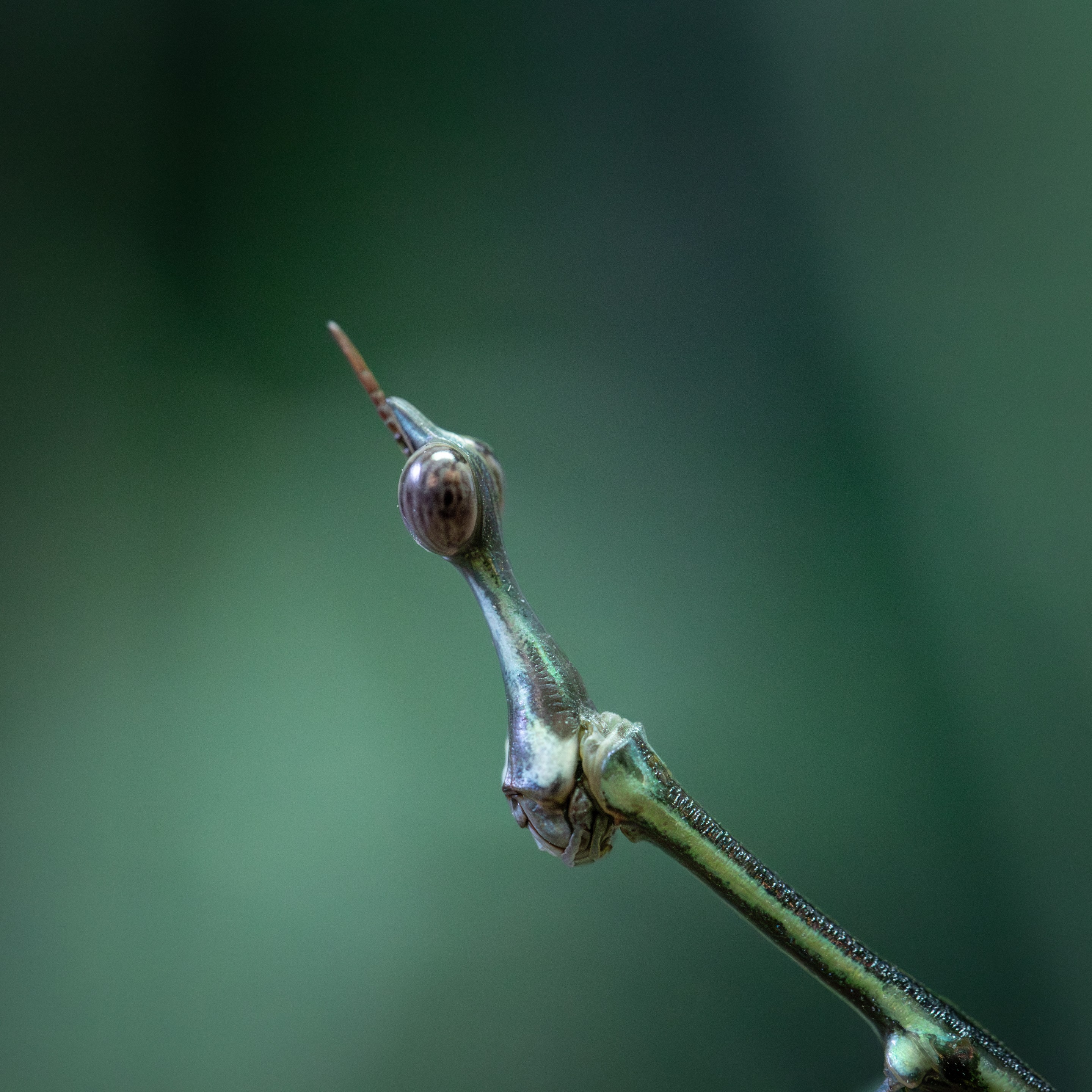 Pseudoproscopia_scabra_mâle