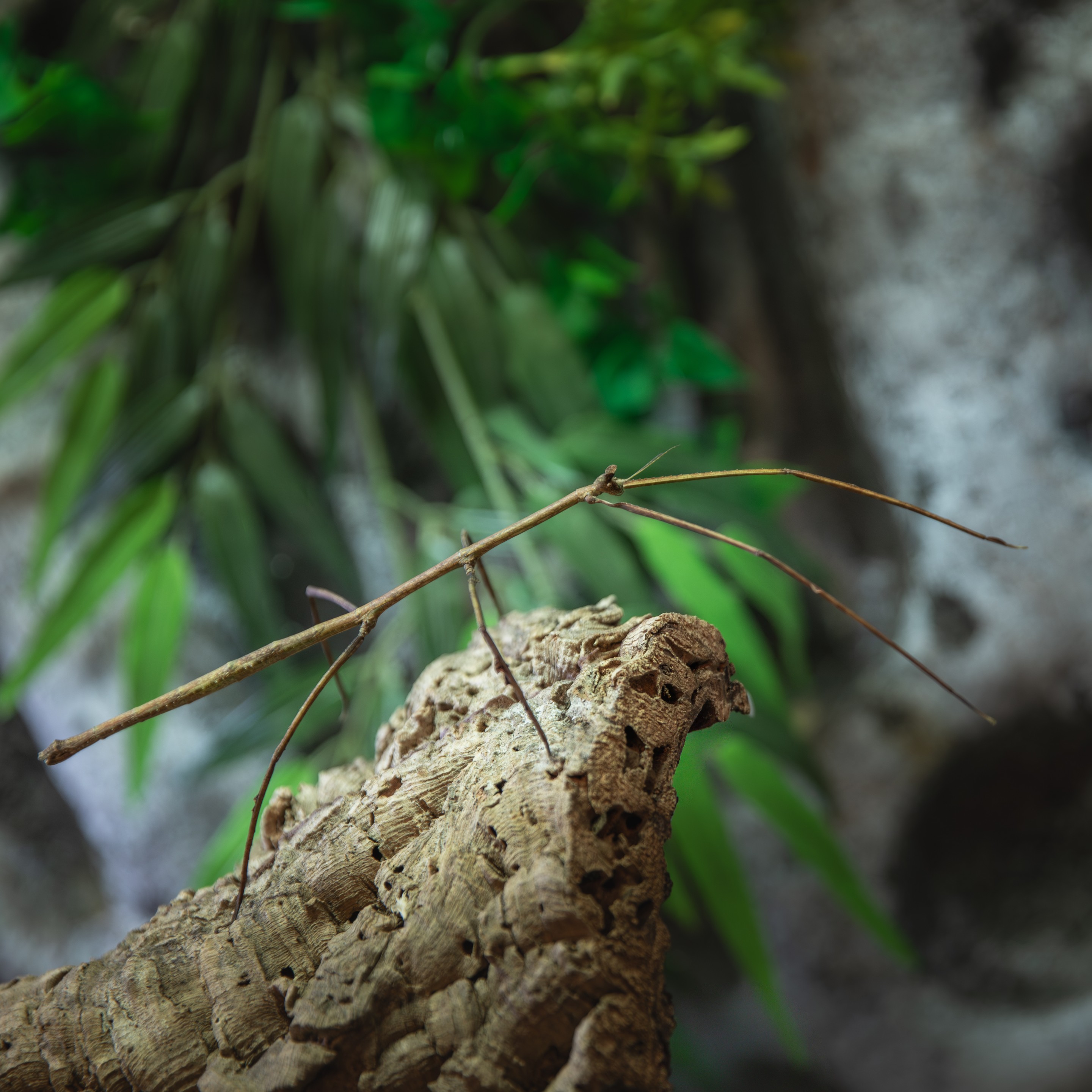 Ramulus_nematodes_femelle