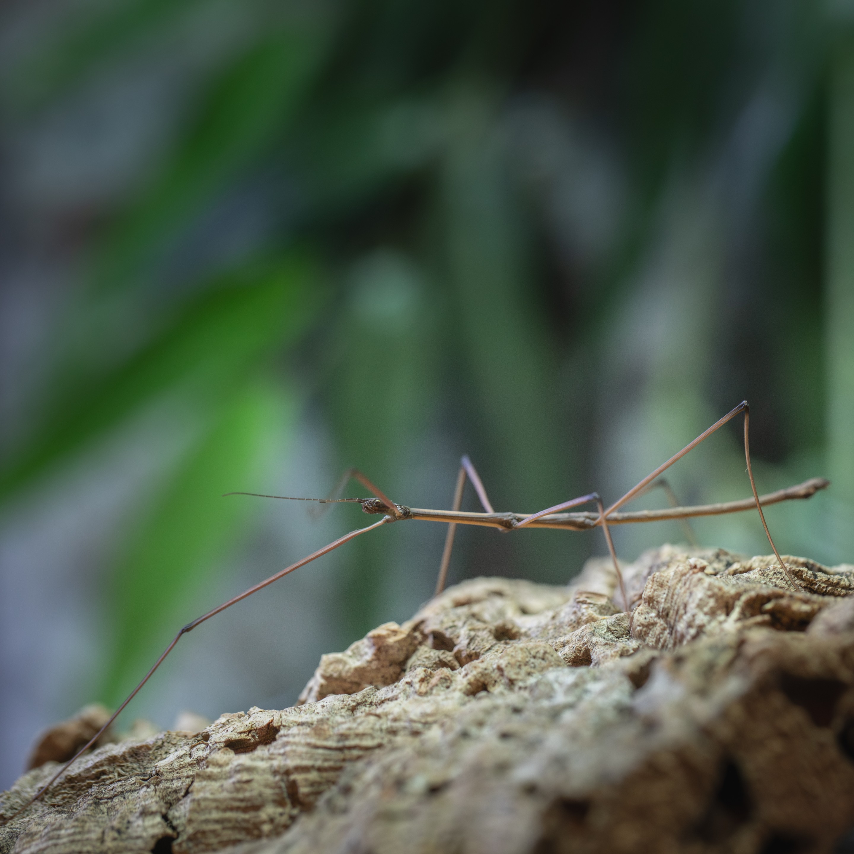 Sp._"Cat_Tien"_mâle