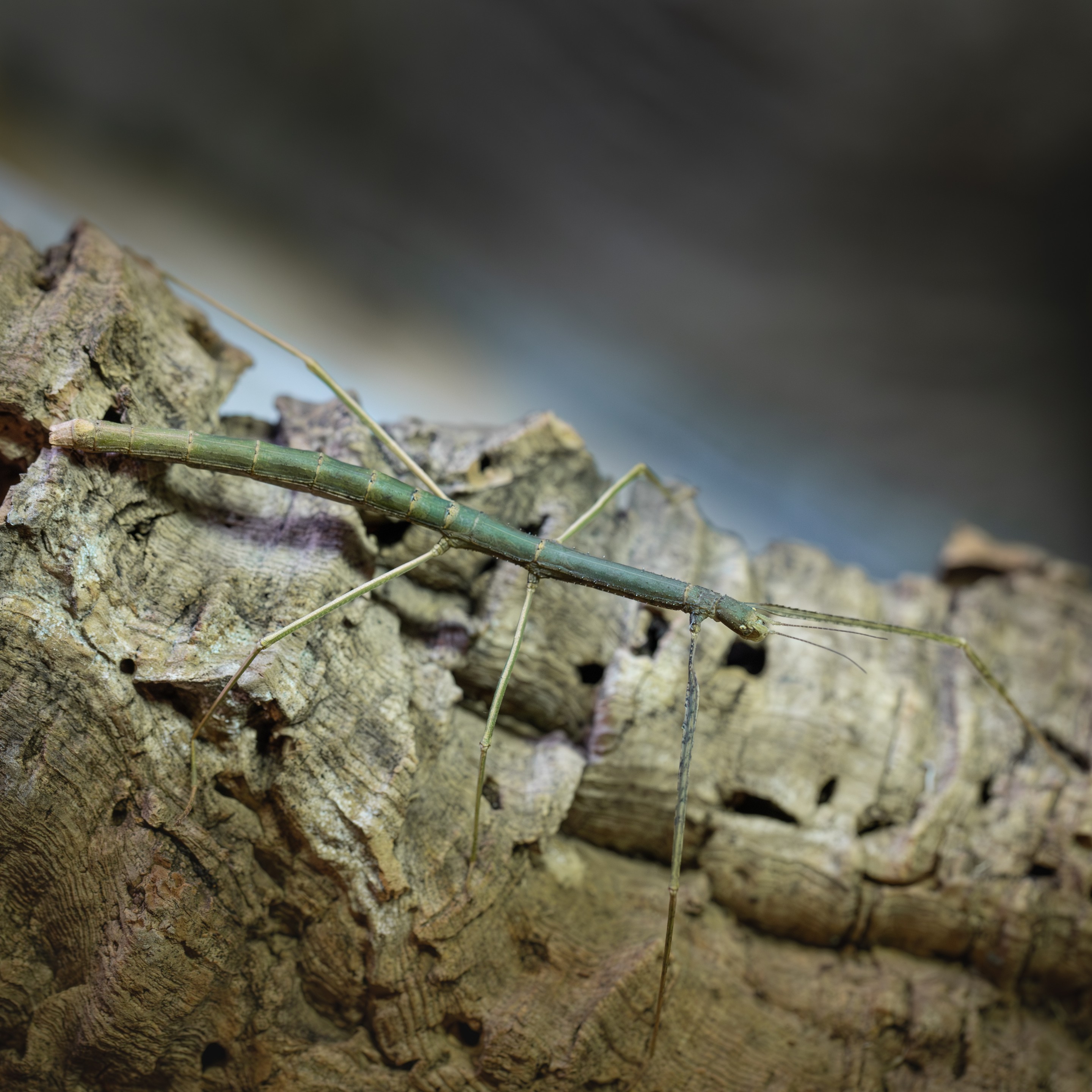 Sp._"Cat_Tien"_femelle