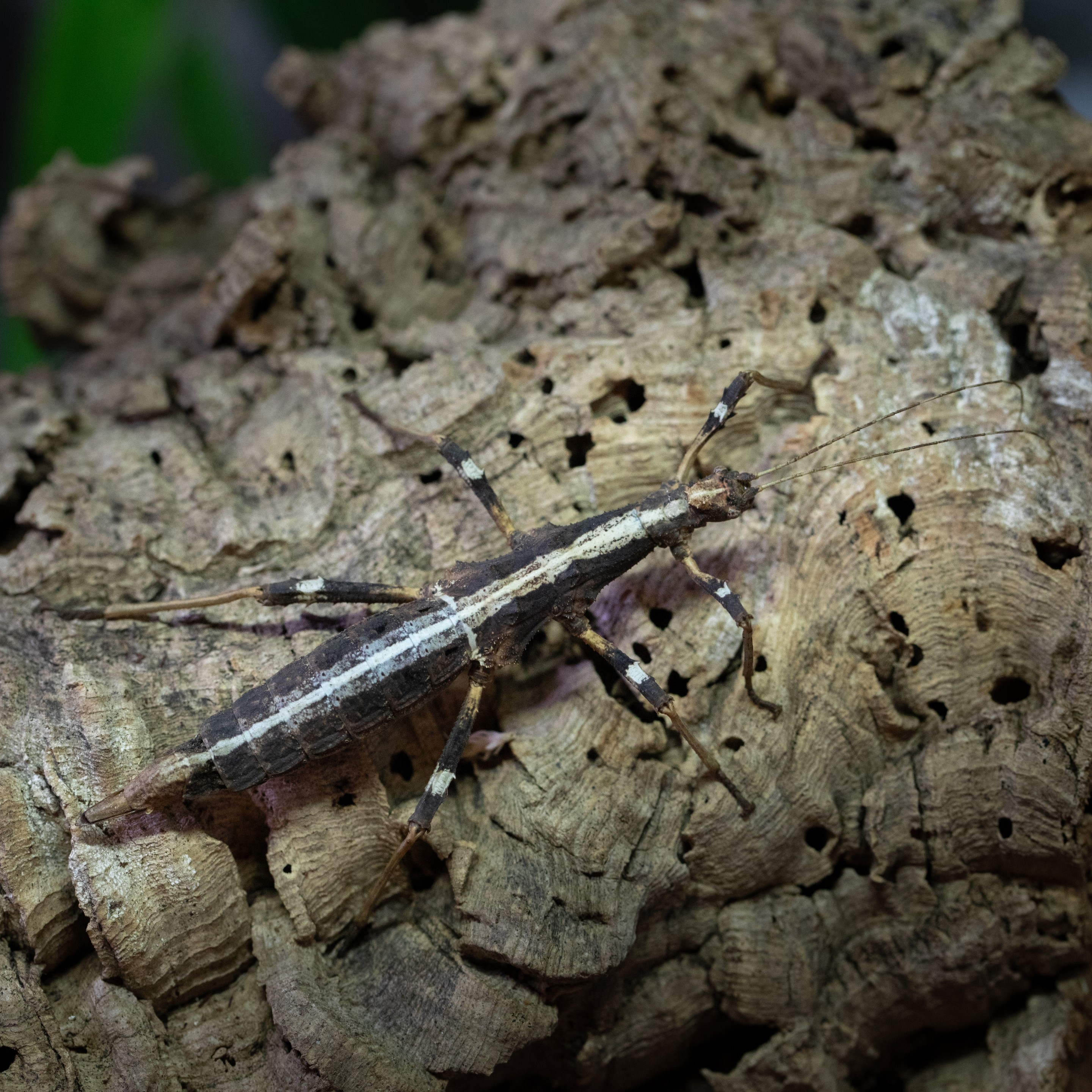 Sungaya_inexpectata_femelle