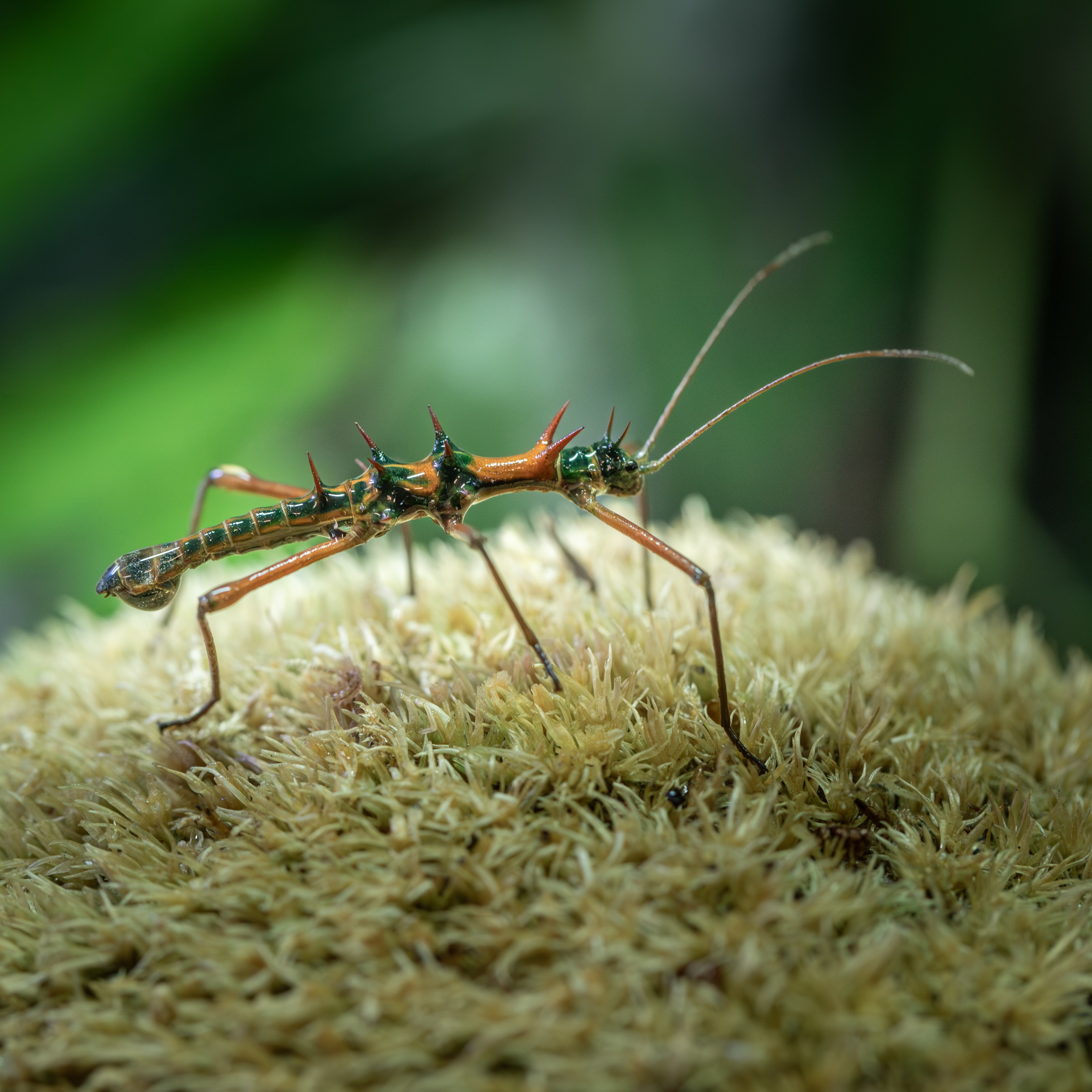 Epidares_nolimetangere_Santubong_Sarawak_mâle