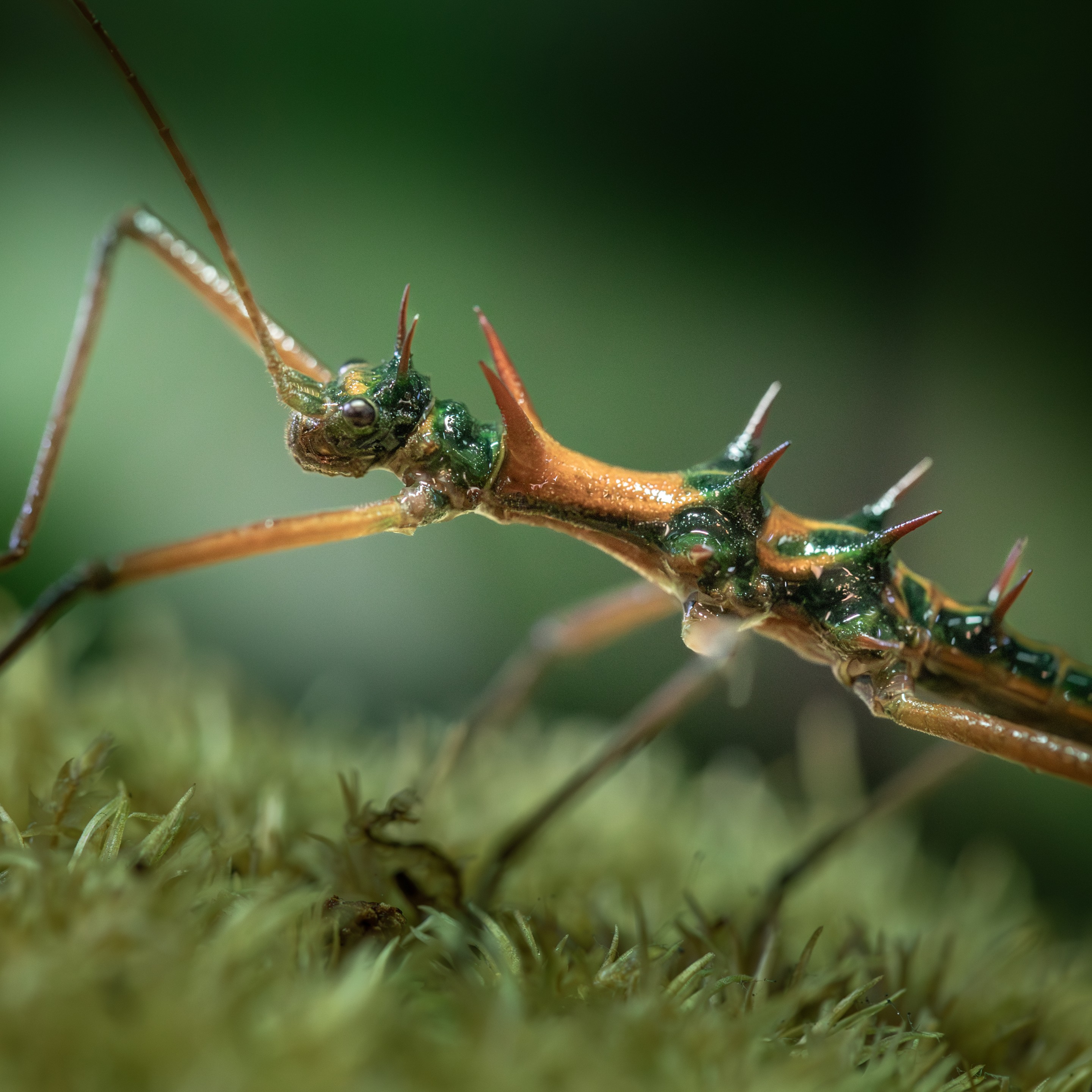 Epidares_nolimetangere_Santubong_Sarawak_mâle