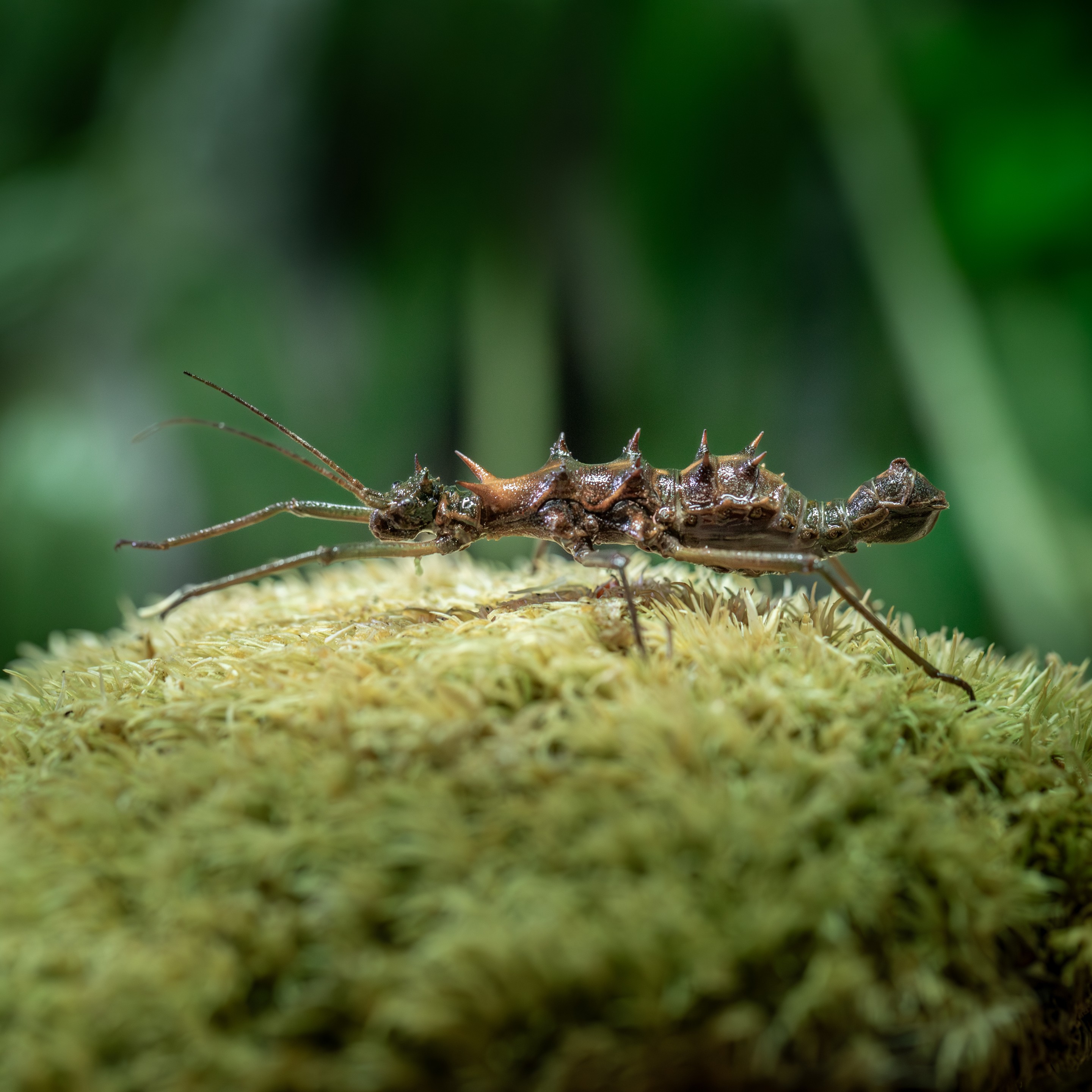 Epidares_nolimetangere_Santubong_Sarawak_femelle