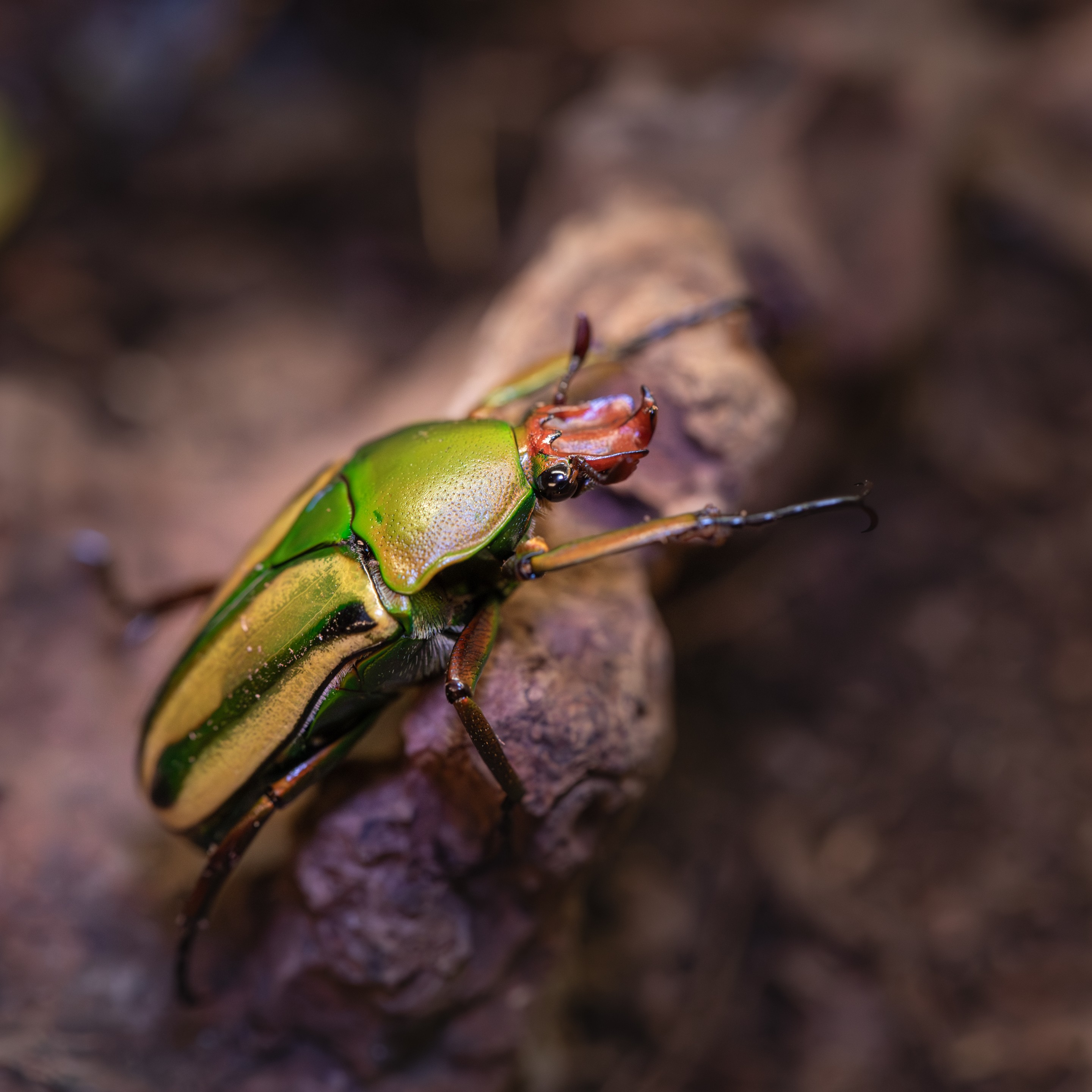 Eudicella_hornimani_mâle