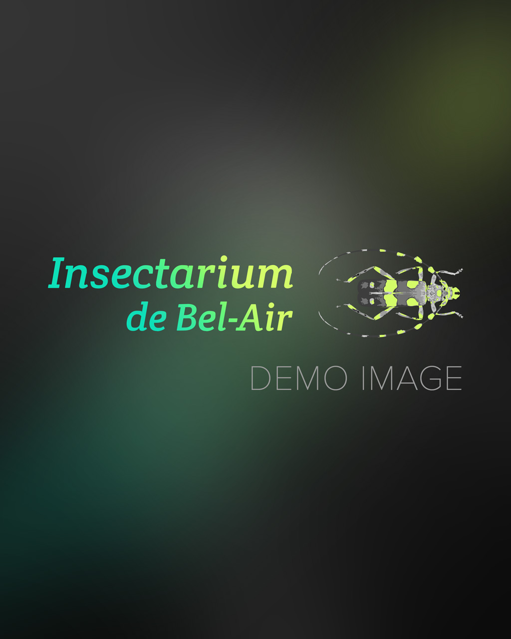 Son de blé