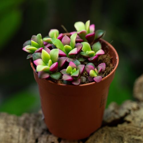 Succulente sp.