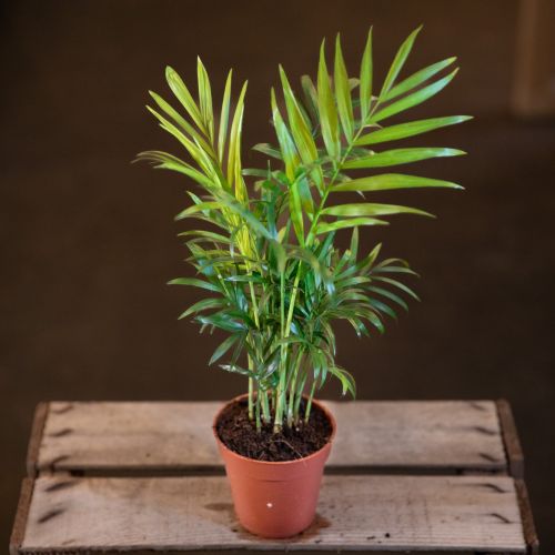 Chamaedorea elegans