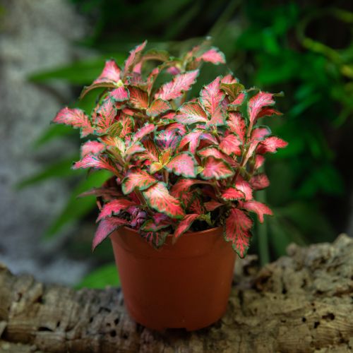 Fittonia sp.