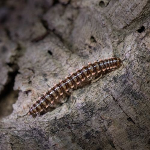 Orthomorpha sp. "Sud Asie"