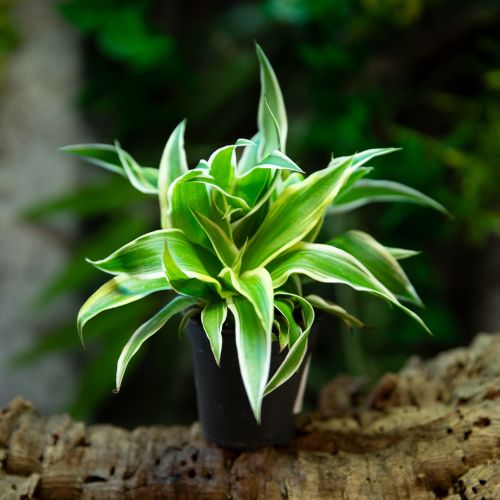 Chlorophytum sp.