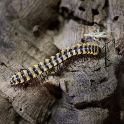 Orthomorpha subkarschi