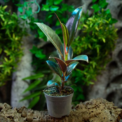 Ficus elastica