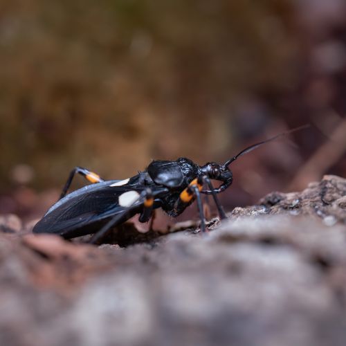 Platymeris bigutattus