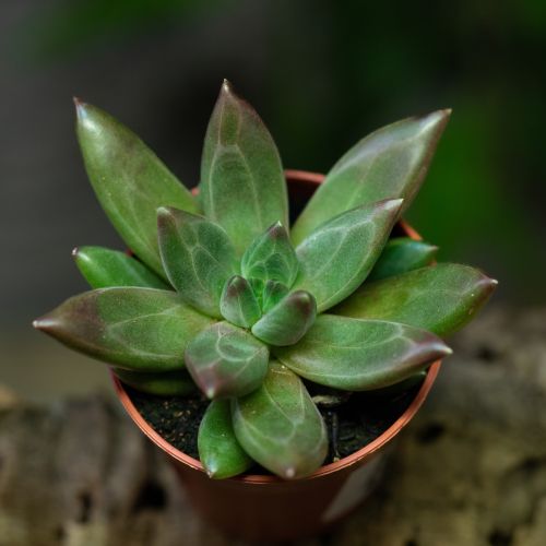 Echeveria sp.