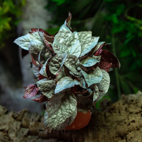 Begonia sp.