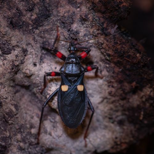 Platymeris guttatipennis