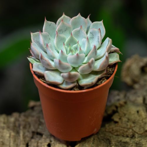 Echeveria sp.