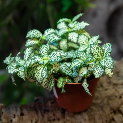Fittonia sp.
