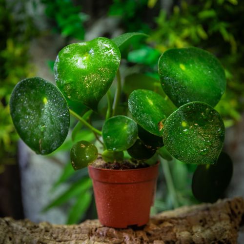Pilea peperomioides