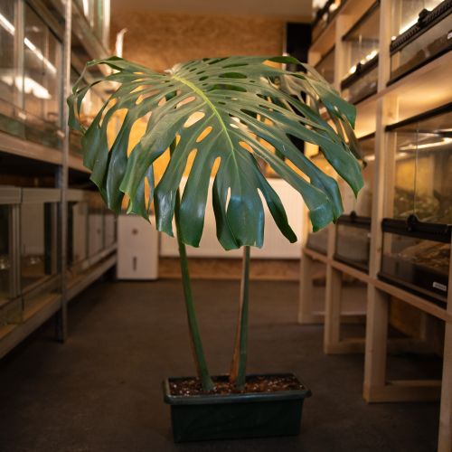 Monstera deliciosa XXL