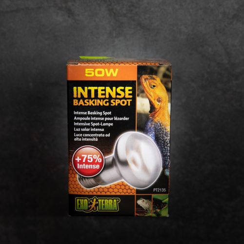 Intense Basking Spot