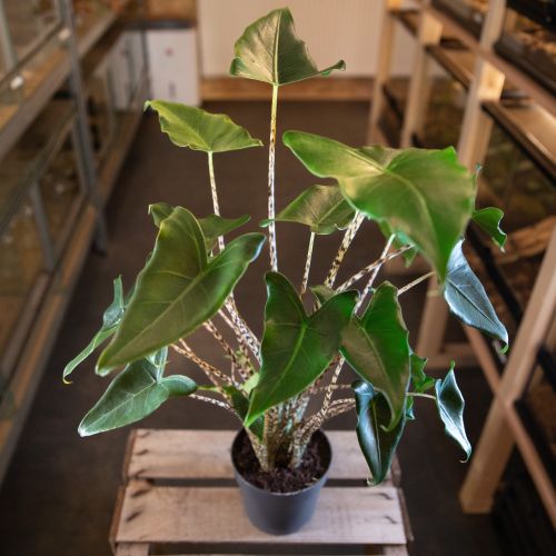 Alocasia zebrina