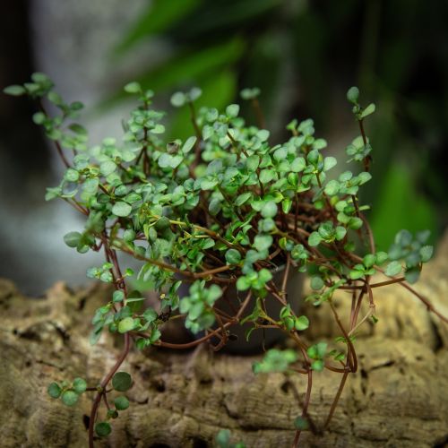 Pilea nummulariifolia