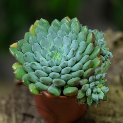 Echeveria sp.