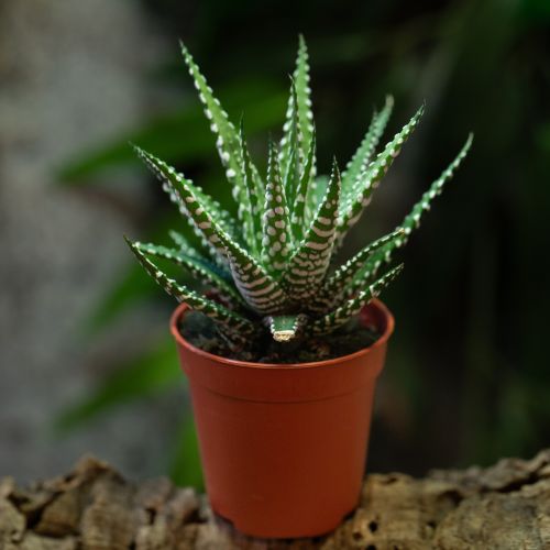 Haworthia fasciata