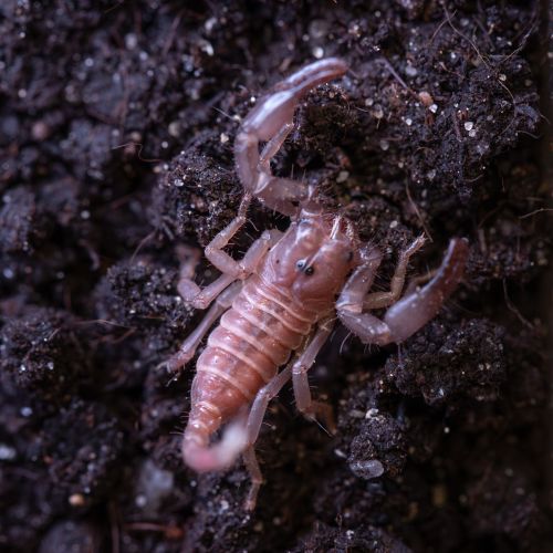 Heterometrus silenus