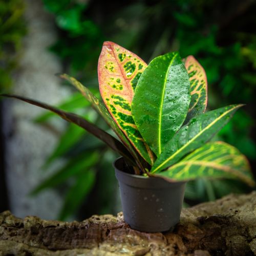 Codiaeum "variegatum"