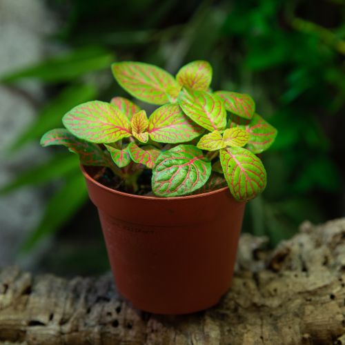 Fittonia sp.